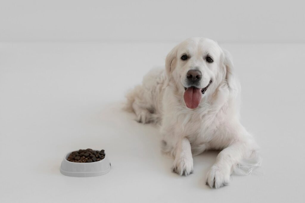 Dog Food Recipes for Small Dogs