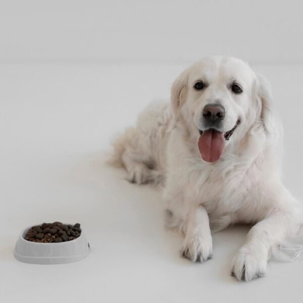 Dog Food Recipes for Small Dogs